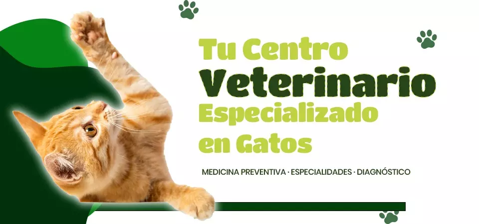 Clínica veterinaria para gatos en Valdemoro, Madrid